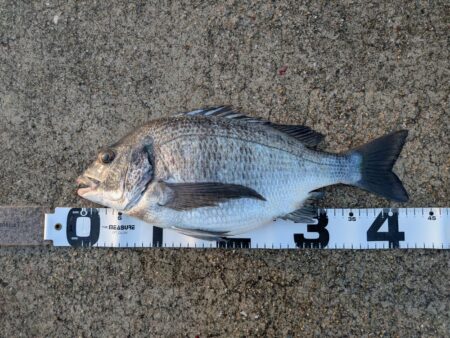 カレイ狙いでチヌ